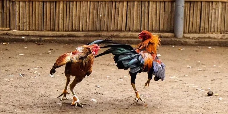 Điểm nổi bật tạo nên sự thu hút cho trò chơi đá gà cựa sắt
