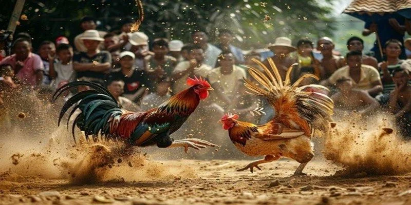 Sử dụng những bí quyết cơ bản để tạo lợi thế đá gà cựa sắt